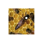 Carnica Koningin Slovenië